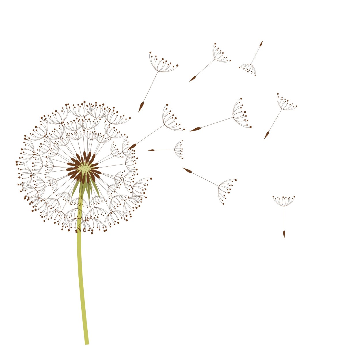 Белый одуванчик на прозрачном фоне