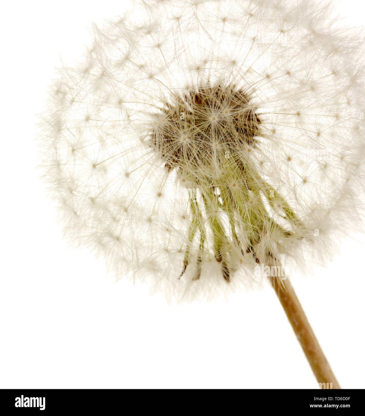 Одуванчики картинки на прозрачном фоне