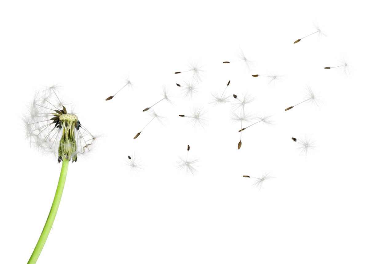 Одуванчик арт на белом фоне