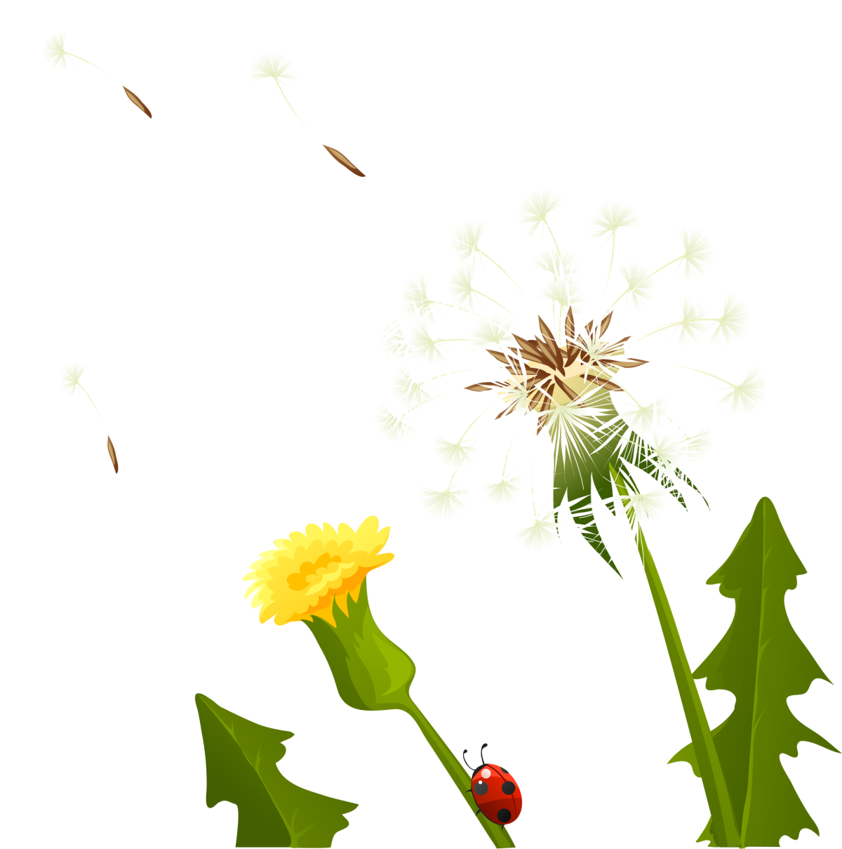 Семянка одуванчика на белом фоне