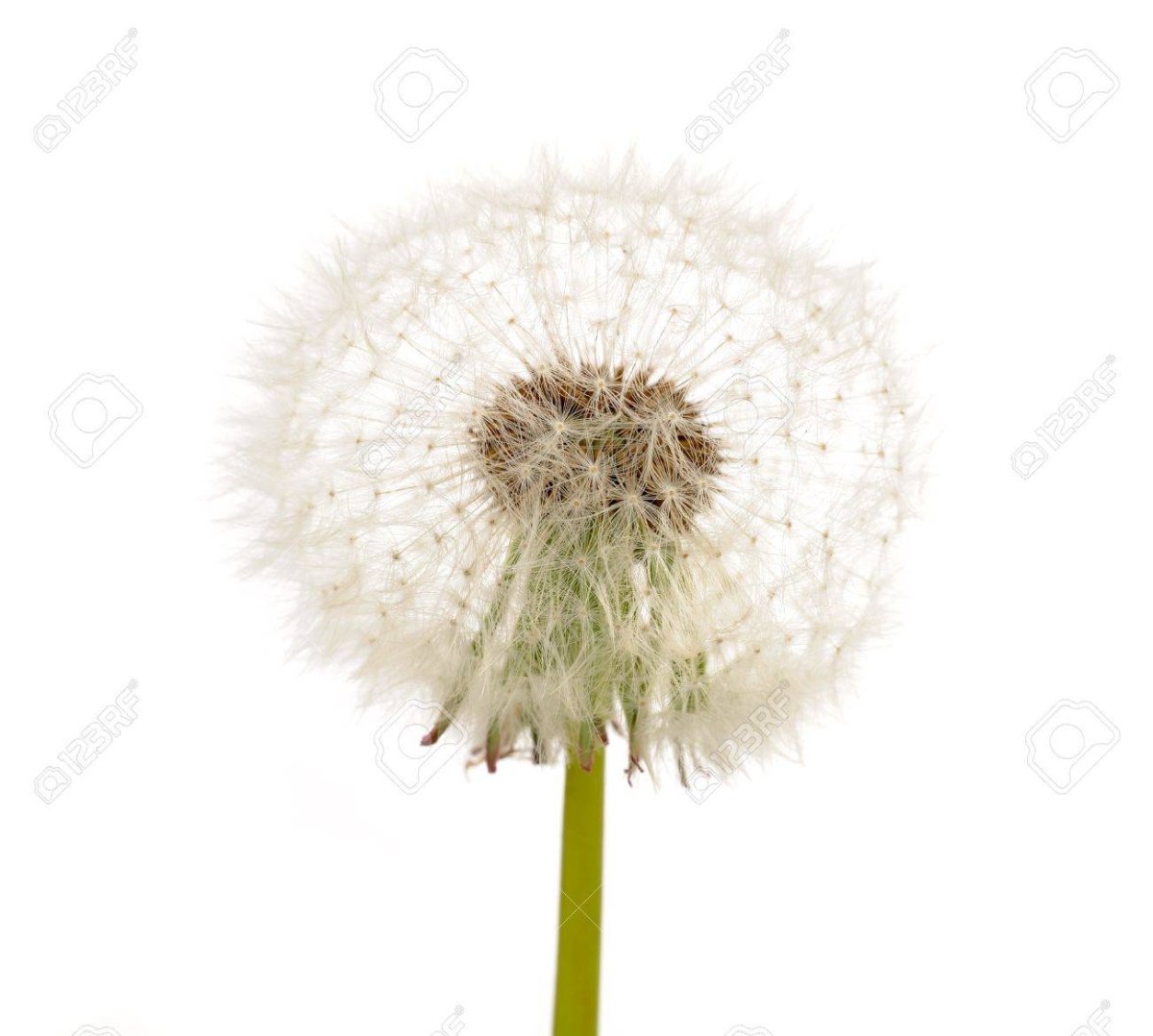 Одуванчик на прозрачном фоне