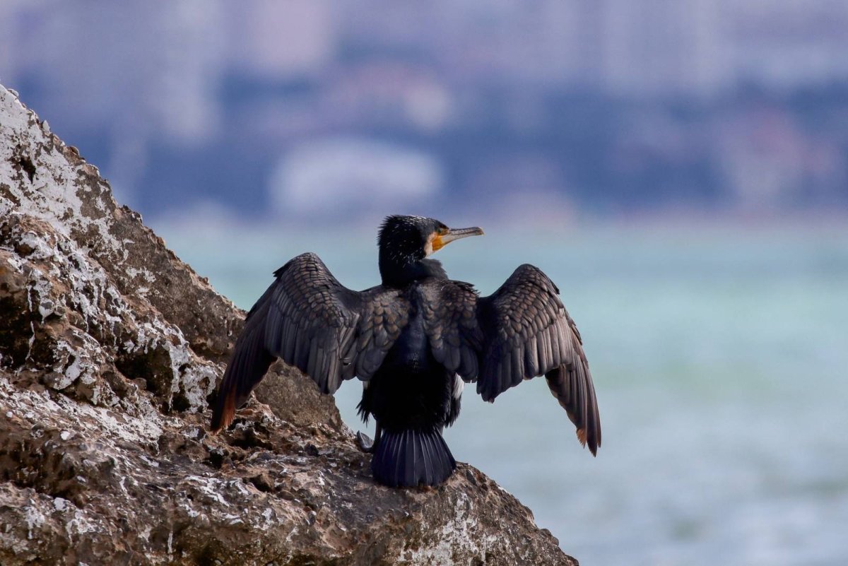 Большой Баклан Phalacrocorax Carbo