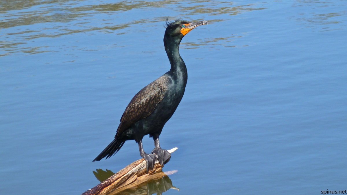 Стеллеров Баклан