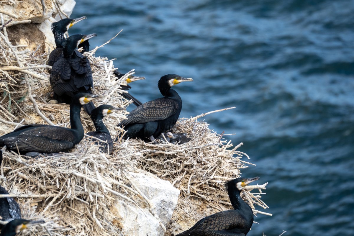 Баклан птенец птица