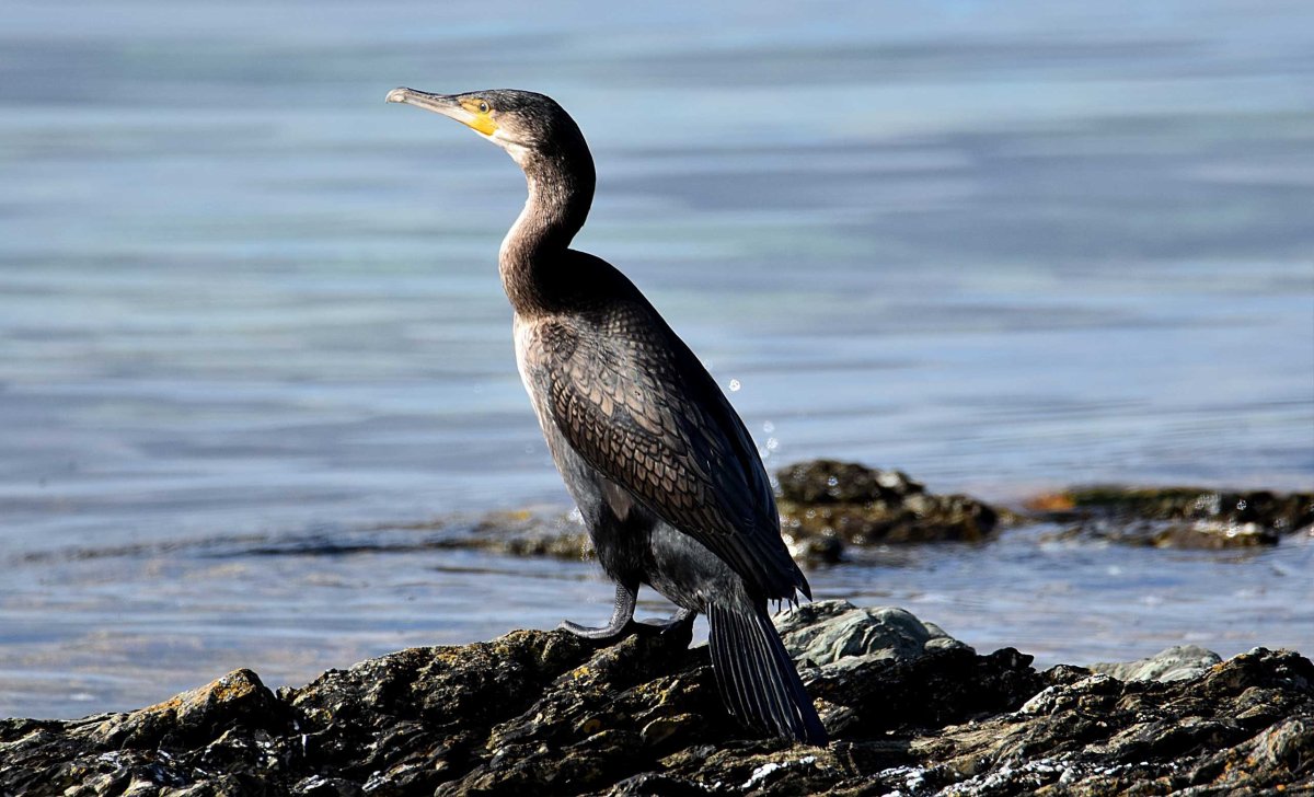Баклан хохлатый Средиземноморский