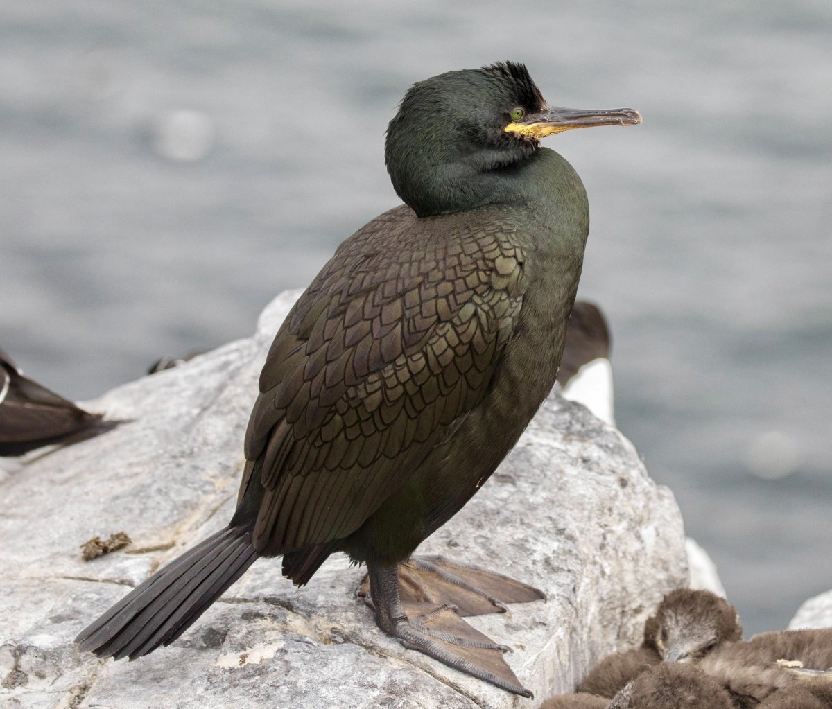 Хохлатый Баклан Черноморский