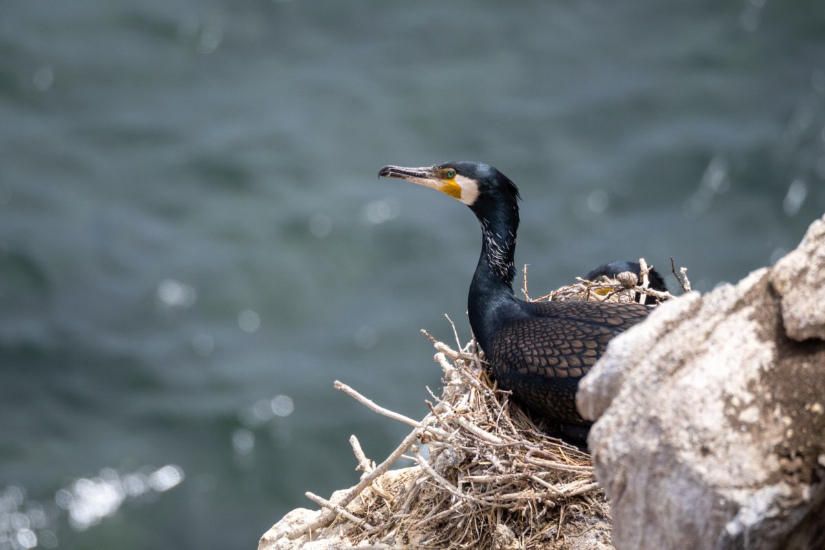 Бакланы птицы на Байкале