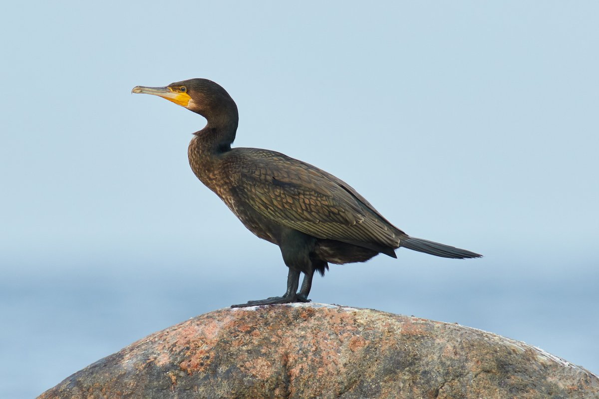 Капский Баклан