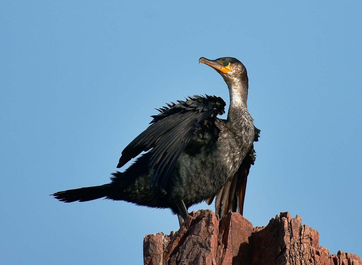 Белогрудый Баклан