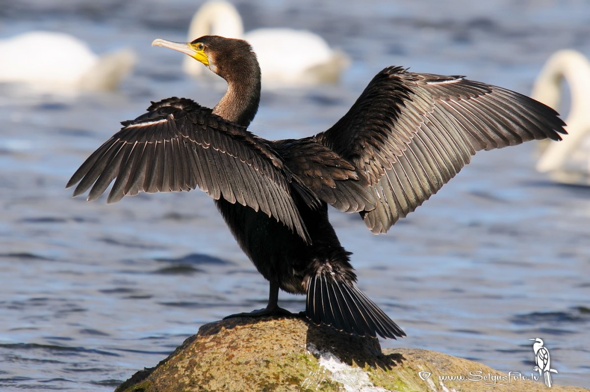 Phalacrocorax Carbo