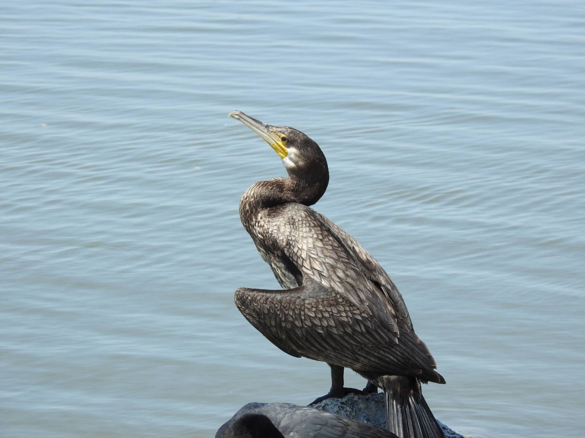 Нырок Черноморский Баклан