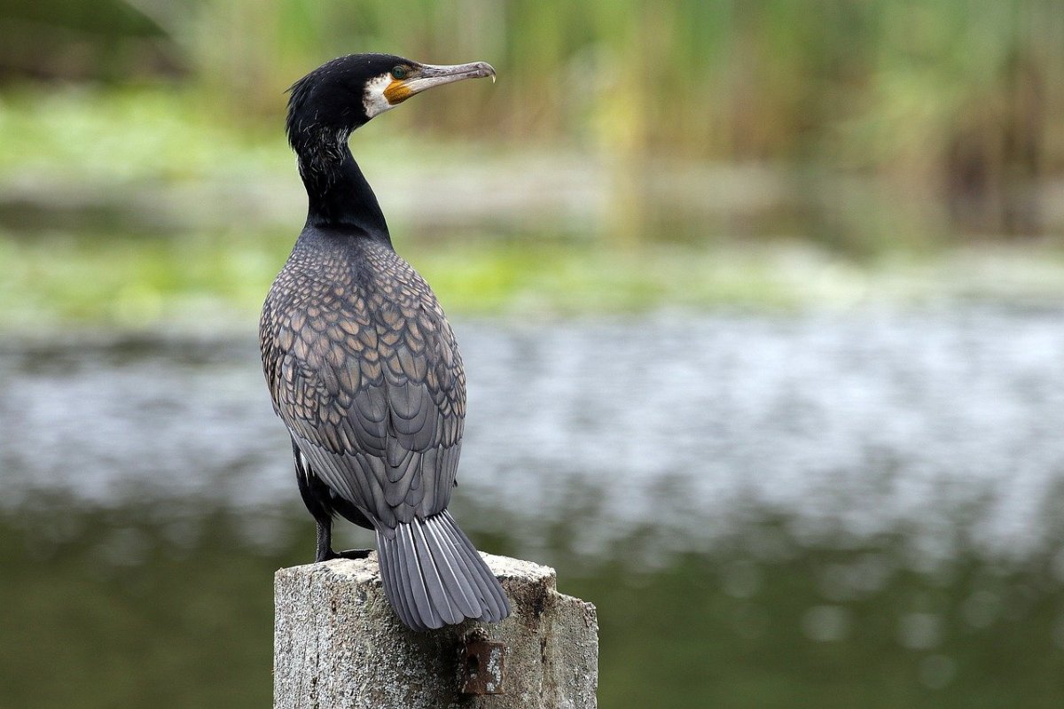 Черный Баклан