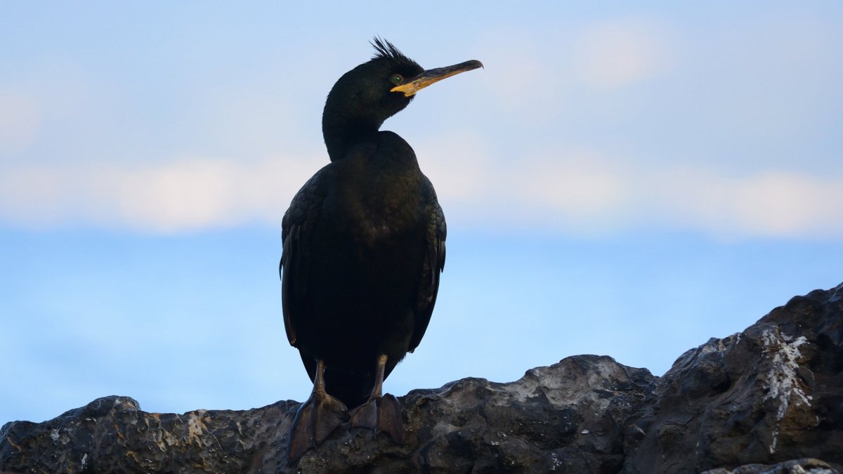 Баклан хохлатый Средиземноморский