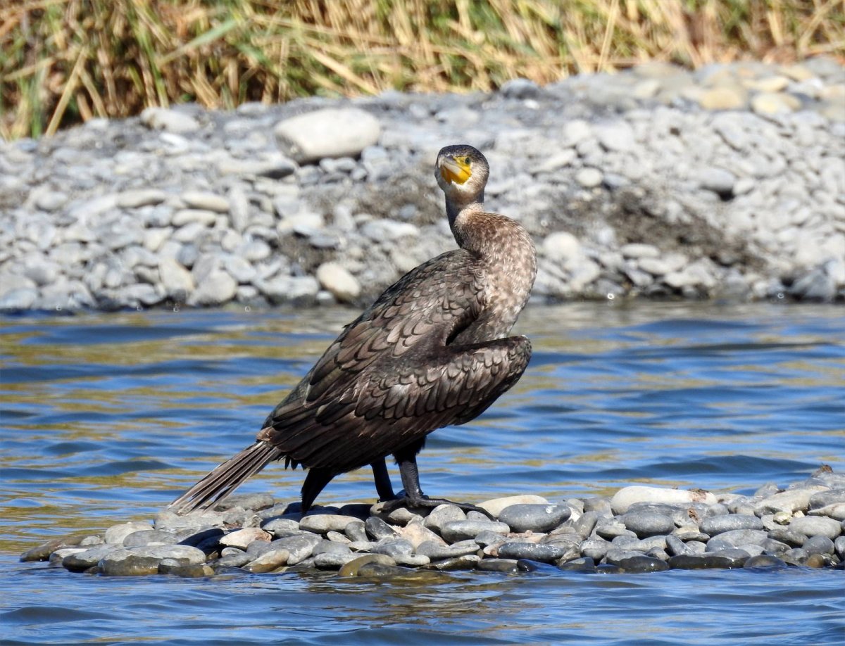 Нырок Черноморский Баклан