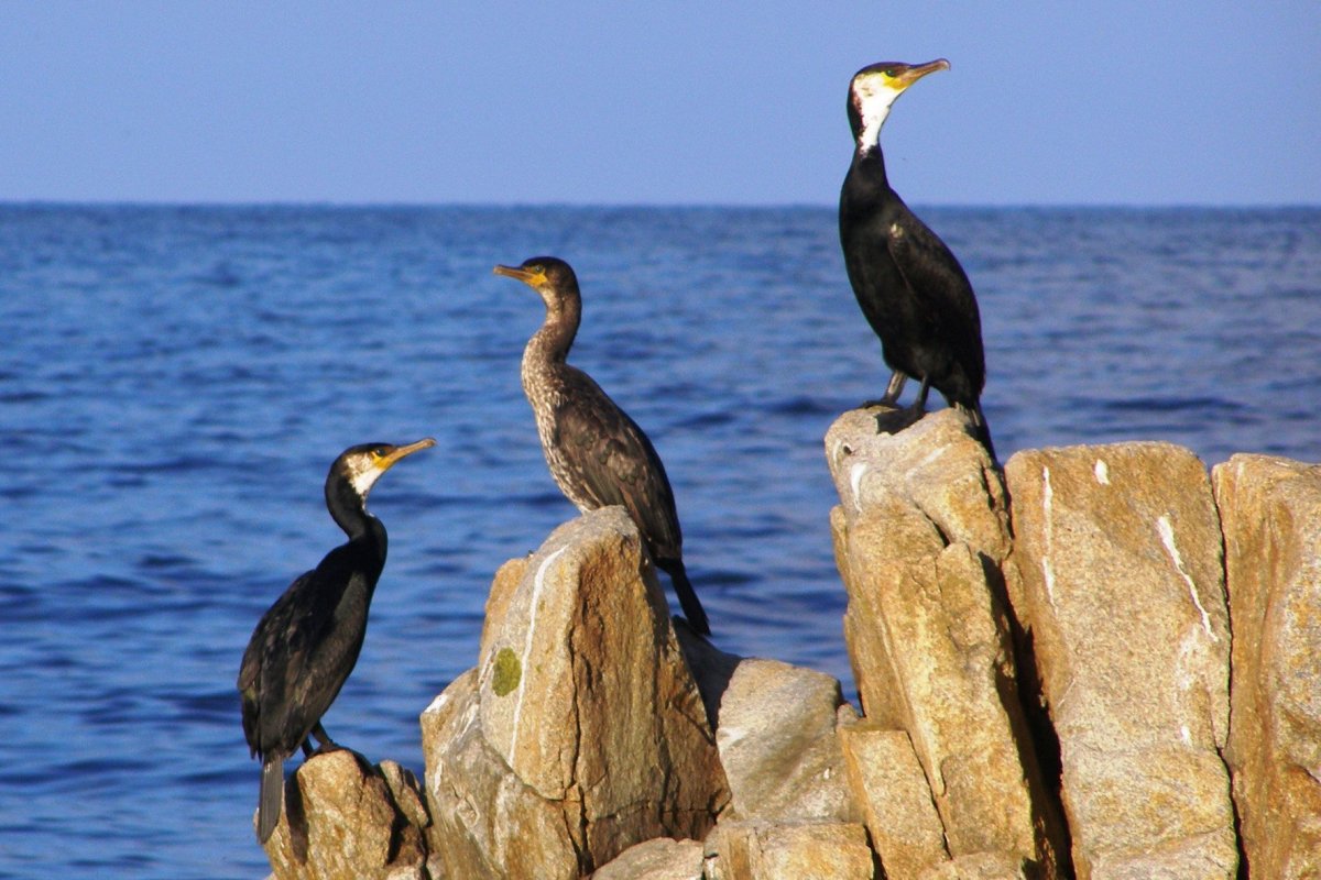 Дальневосточный морской заповедник бакланы