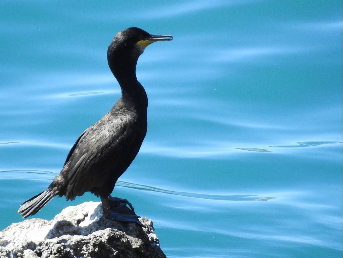 Баклан птица