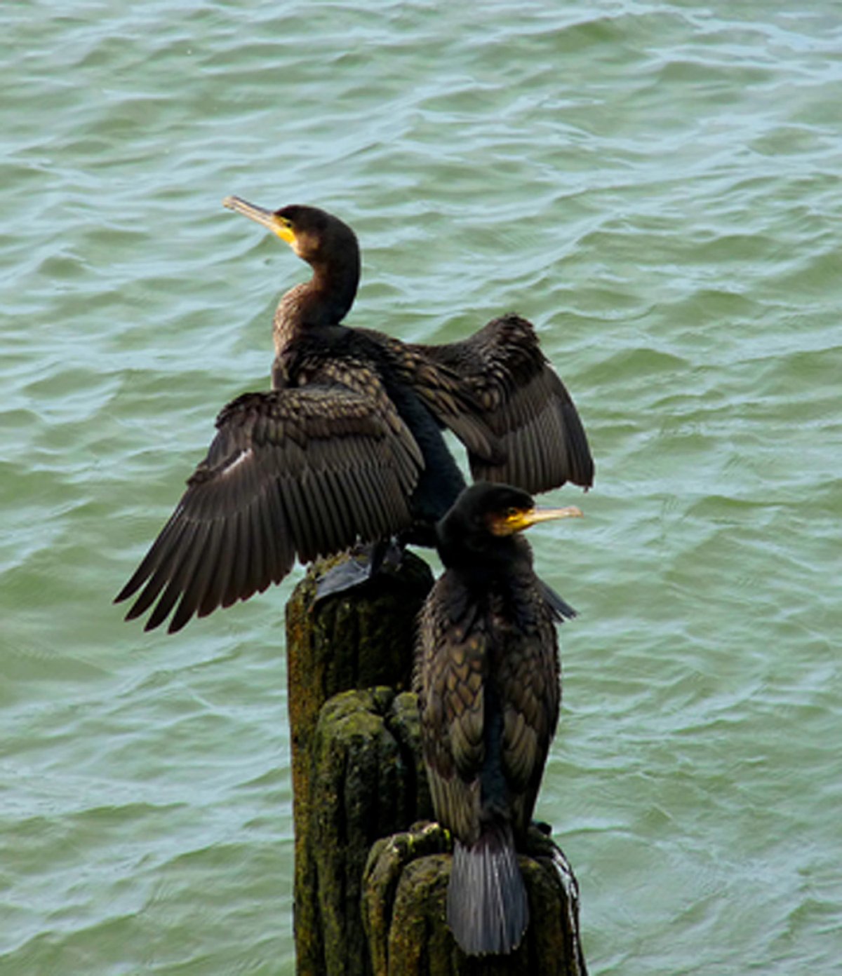 Баклан Балтийский