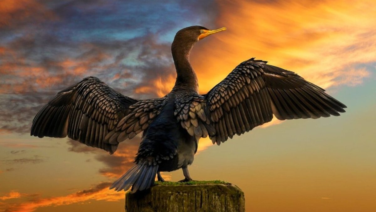 Баклан птица крыло