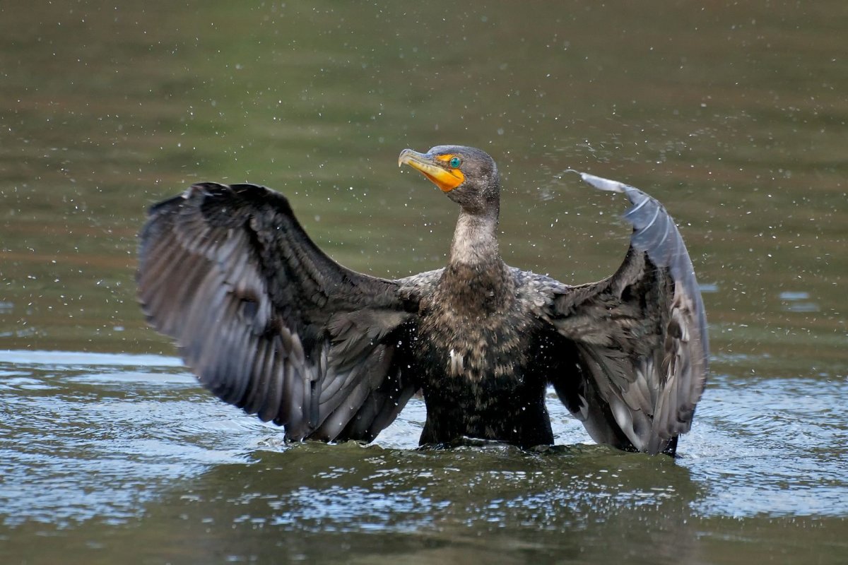 Баклан птица смешной