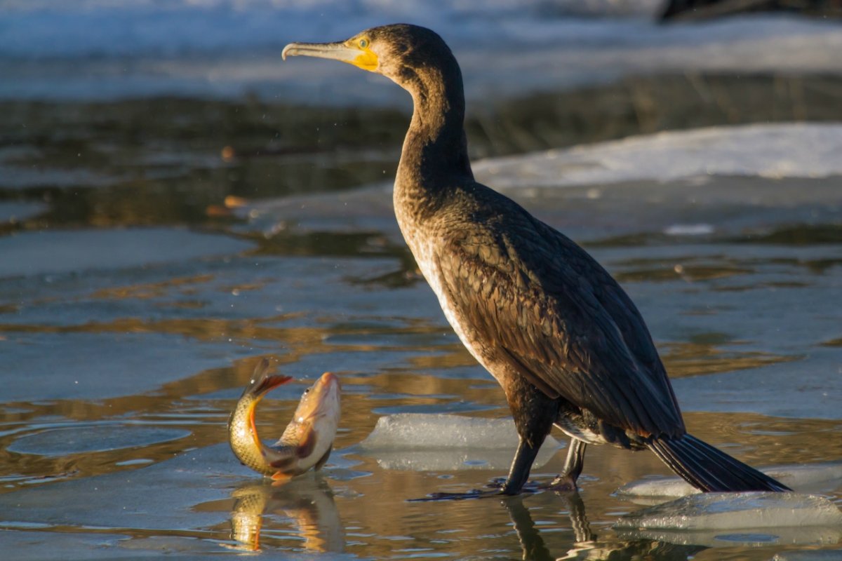 Нырок Черноморский Баклан