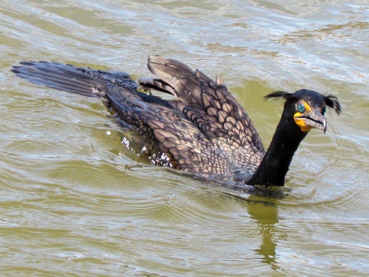 Камышовый Баклан