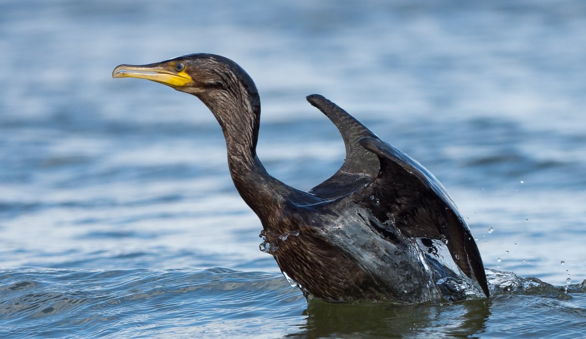 Баклан Каспийский