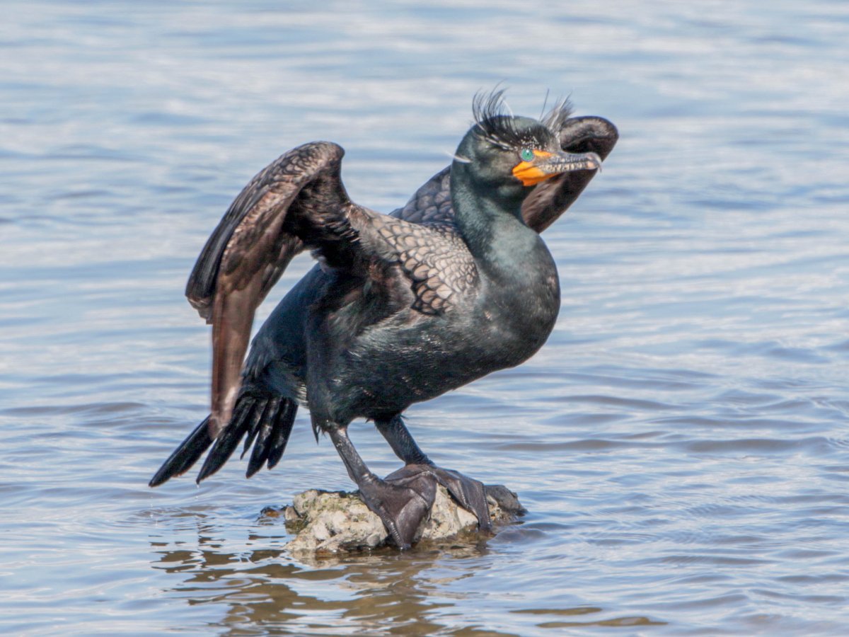 Питерский Баклан