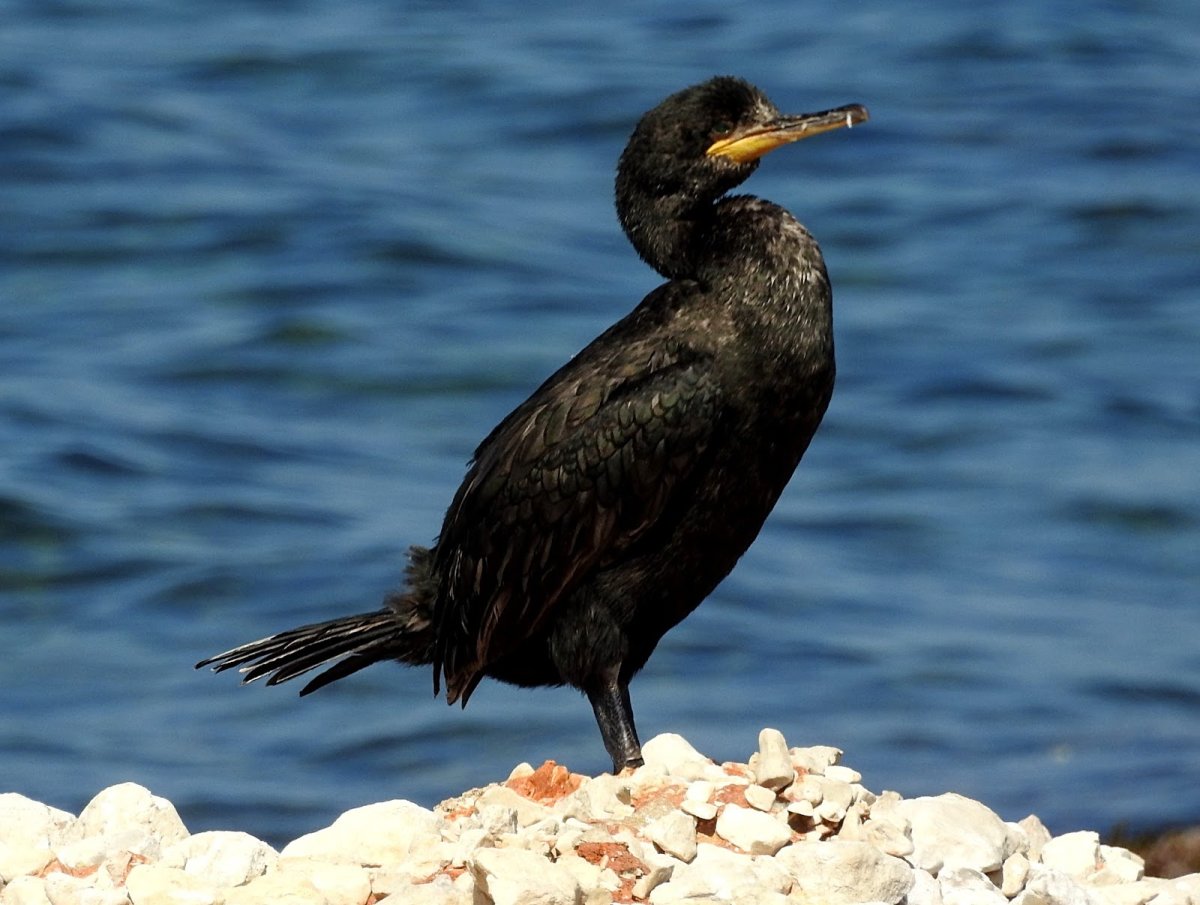 Длинноклювый Баклан