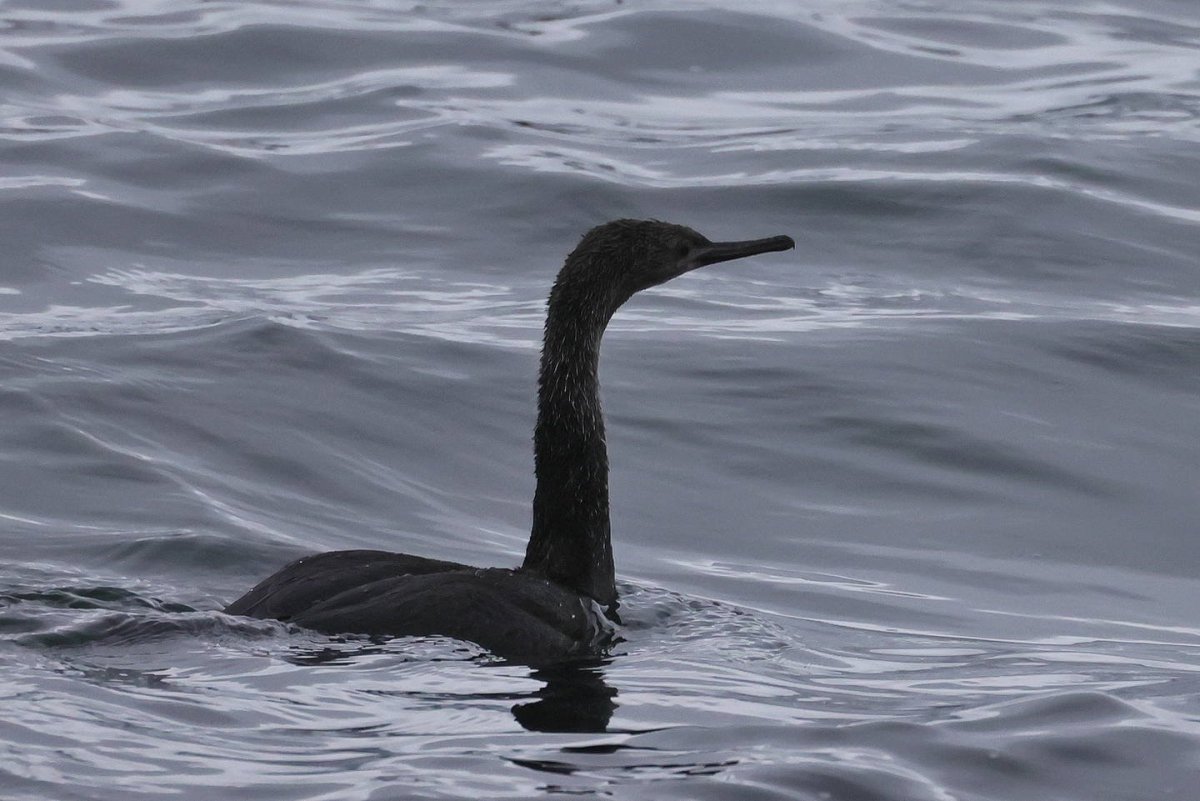 Баклан птица белый