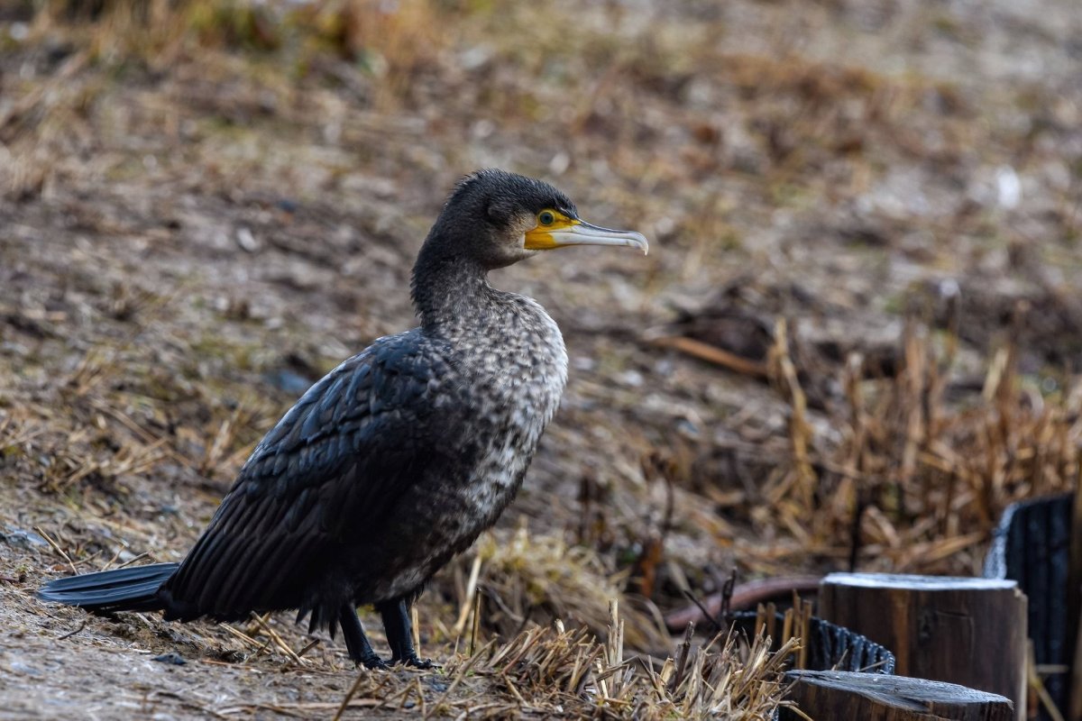 Краснолицый Баклан