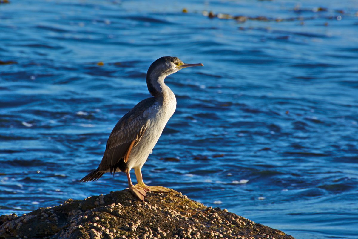 Нырок Черноморский Баклан