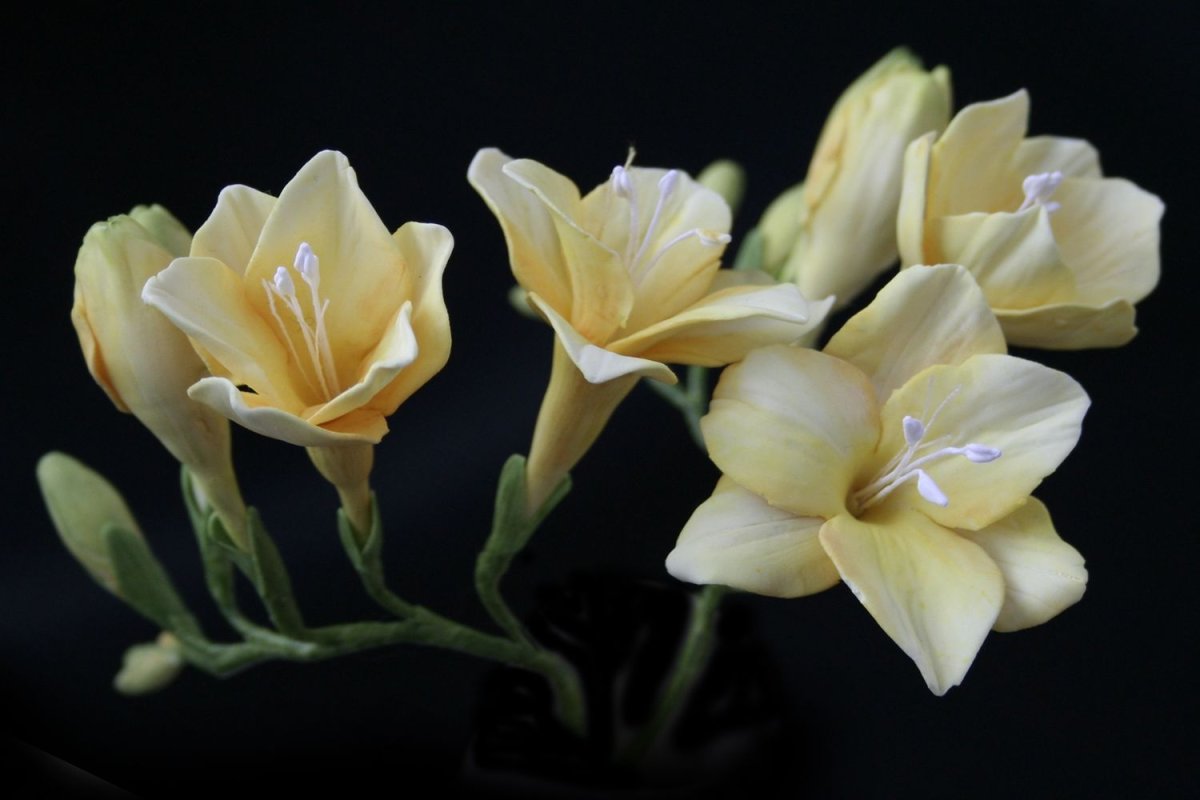 Фрезия (Freesia)