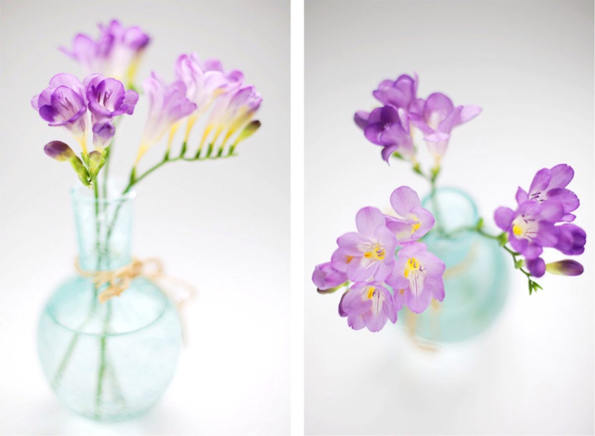 Фрезия в вазе