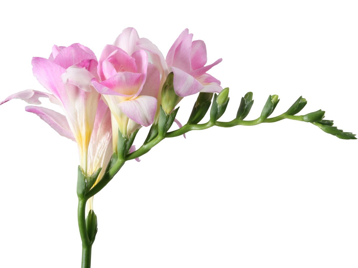 Фрезия эн амбьянсе