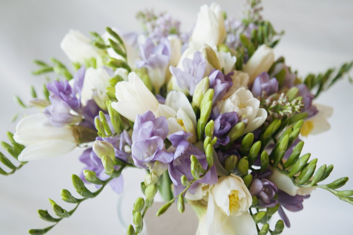 Псевдоакация фрезия