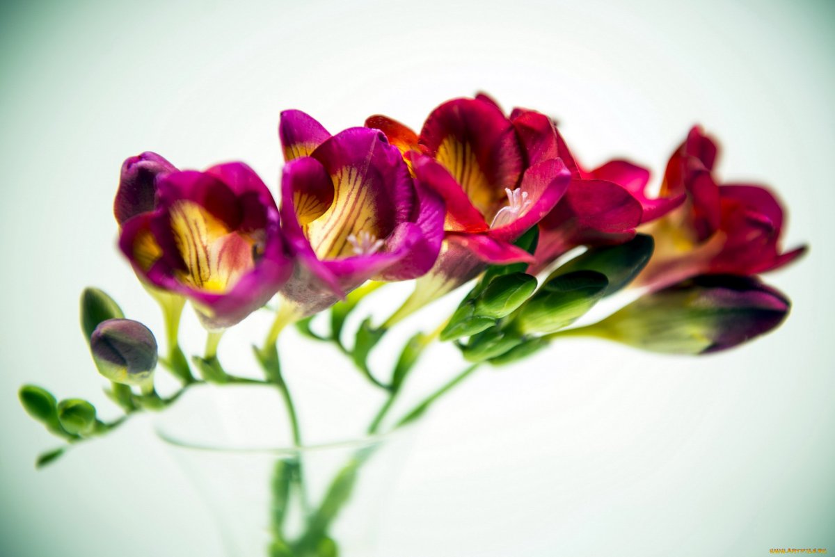 Фрезия Алгарве