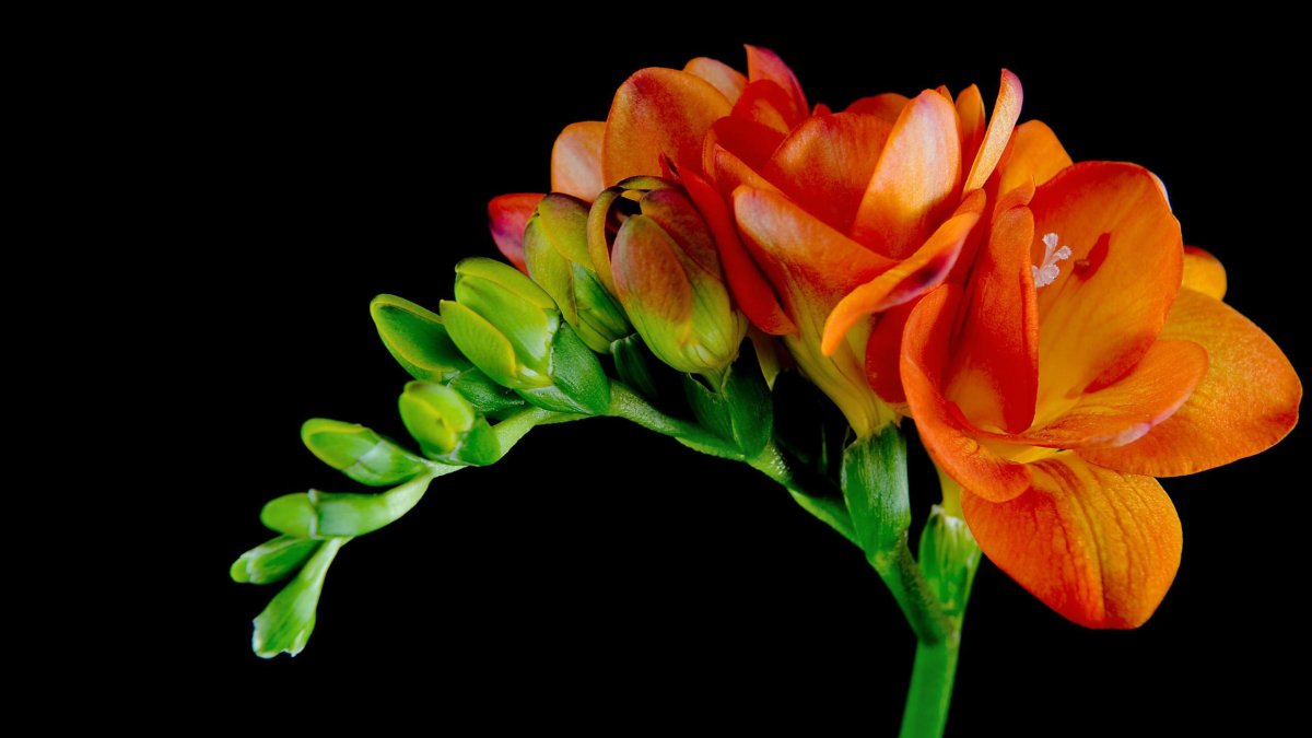 Фрезия цветок букет