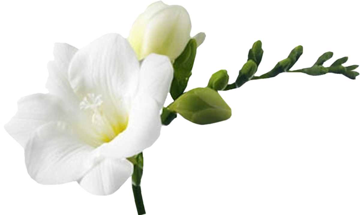 Фрезия цветок букет