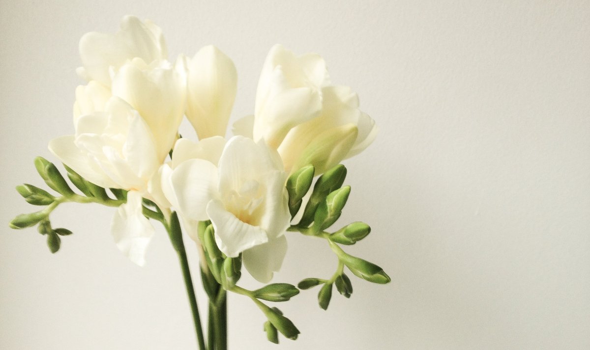 Freesia Double White