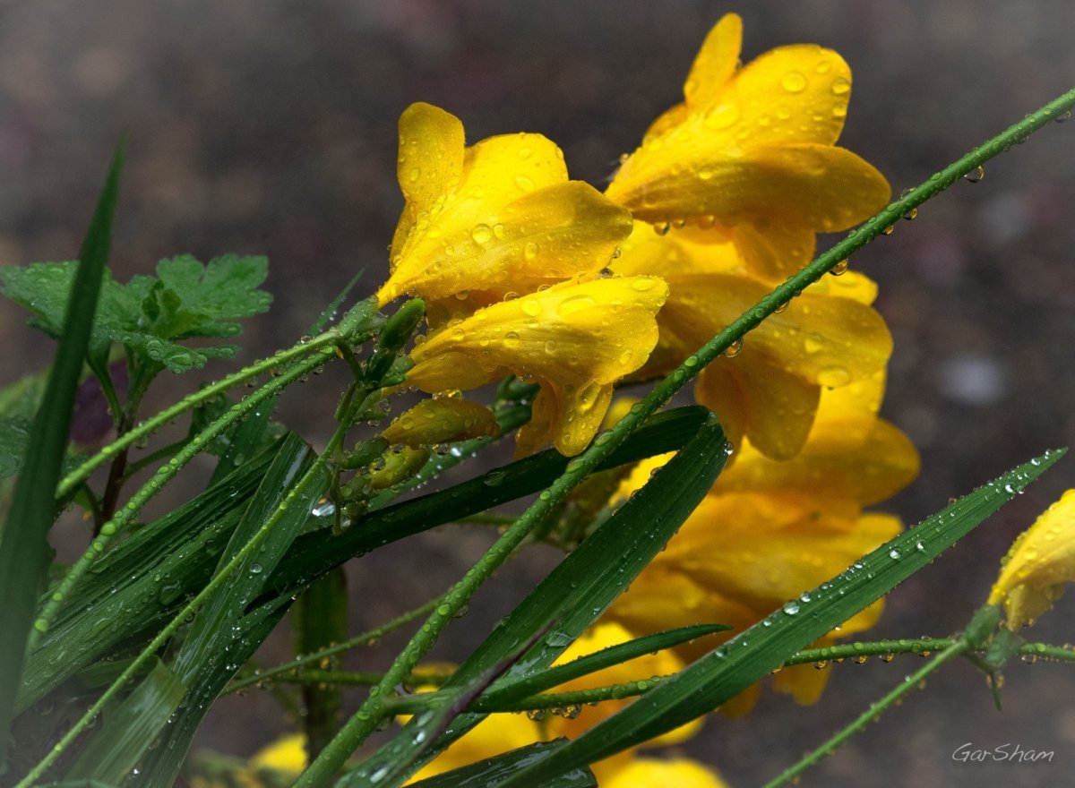 Фрезия цветок листья