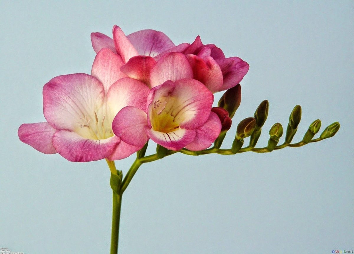 Фрезия (Freesia)
