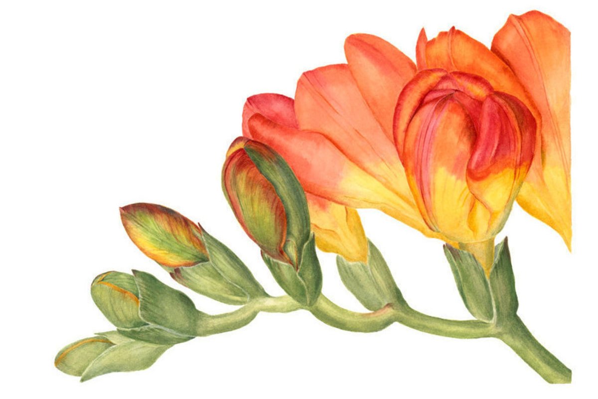 Фрезия Ботаническая