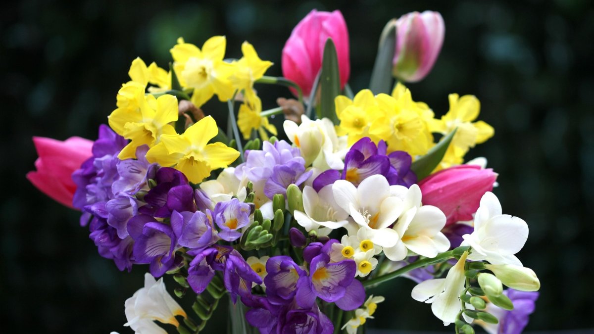 Нежные фрезии