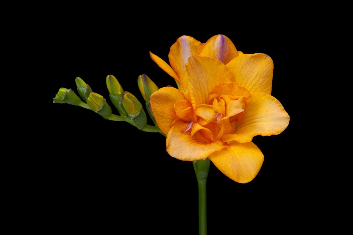 Фрезия Bastogne