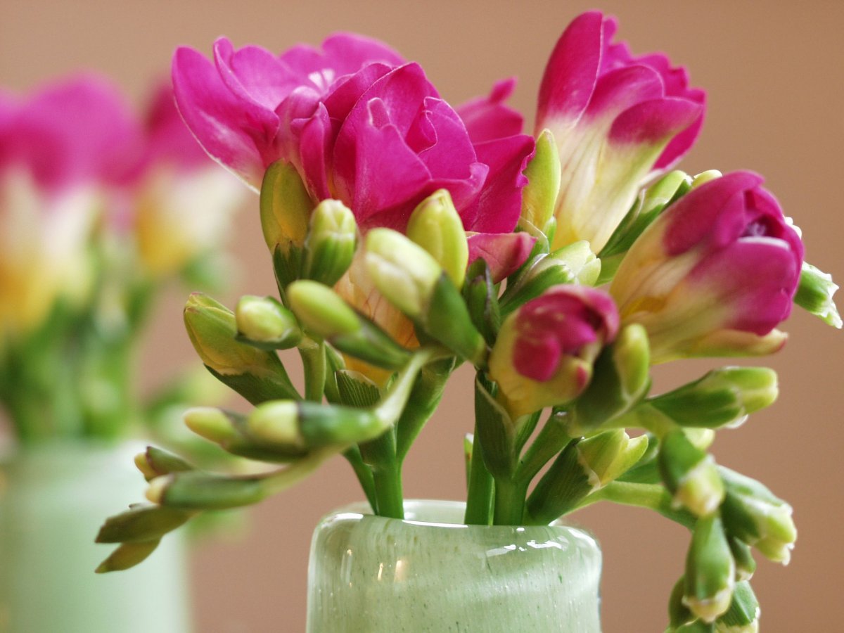 Фрезия шаблоны