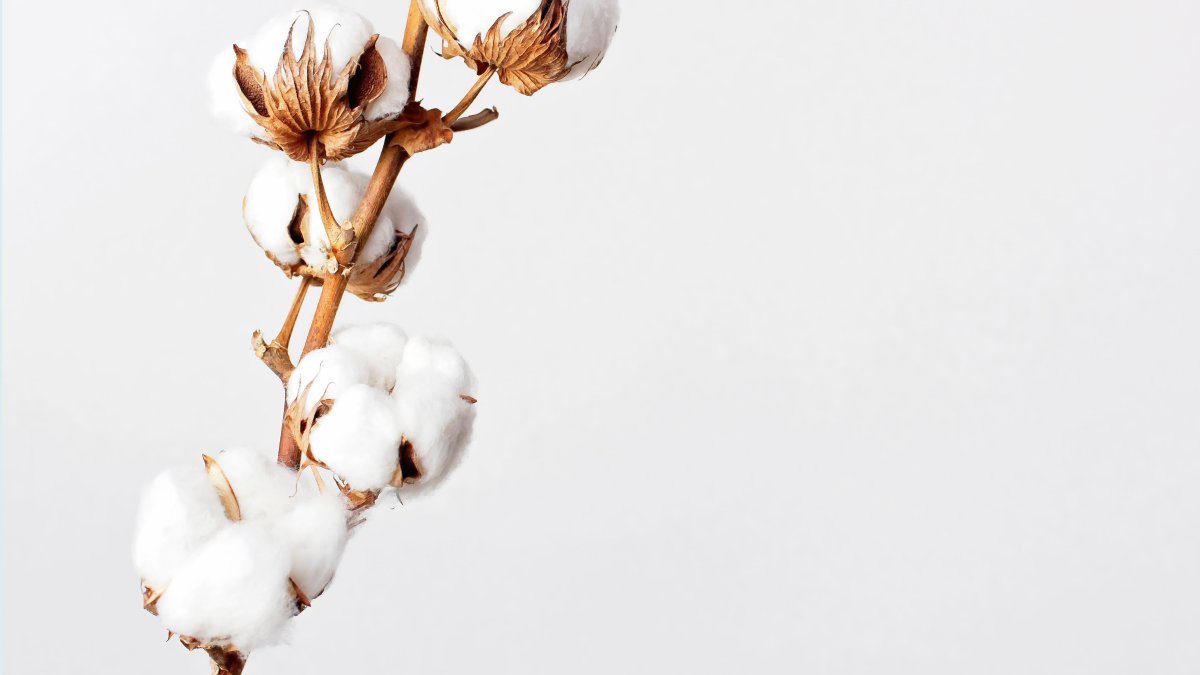 Цветы хлопка на бежевом фоне