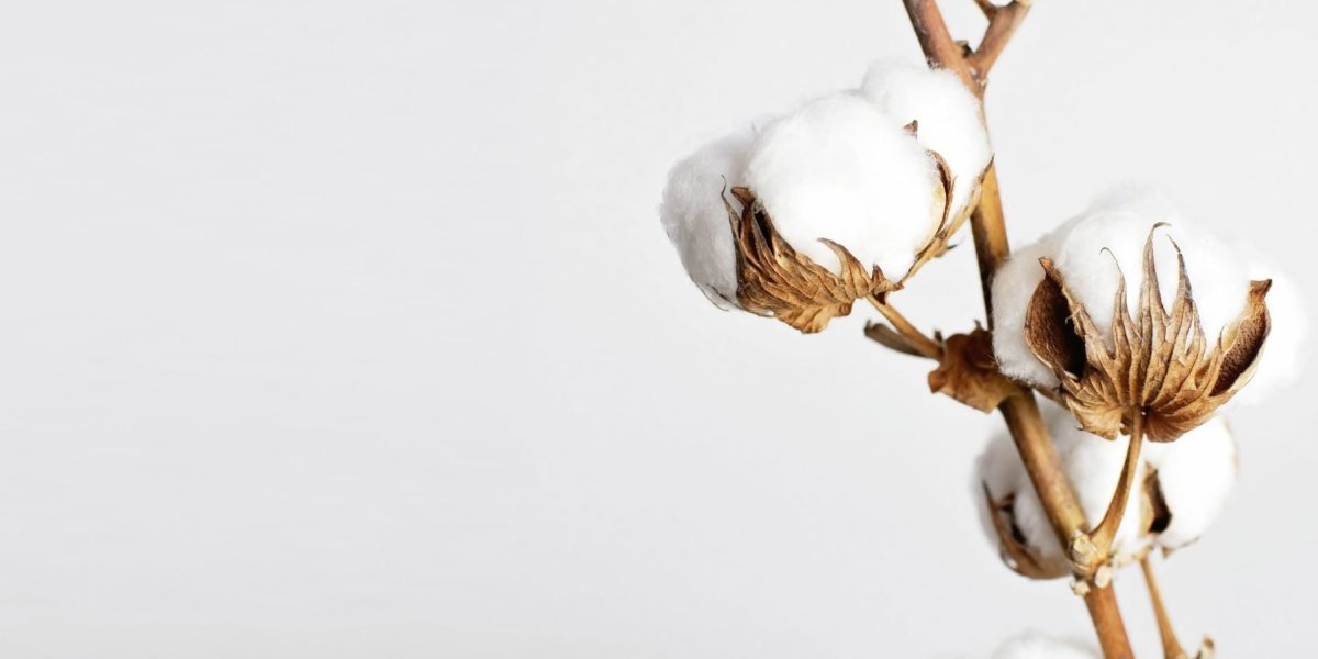 Фотофон с веточкой хлопка