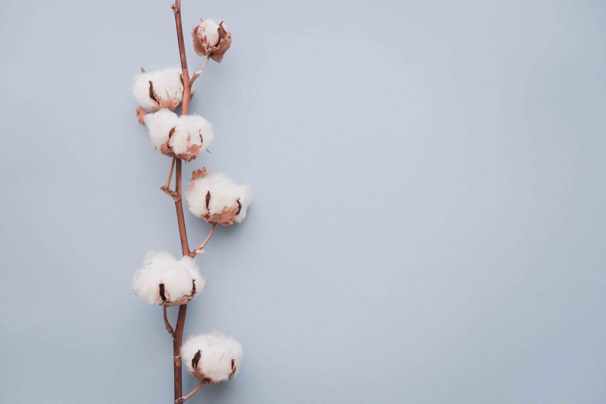 Веточка хлопка обои
