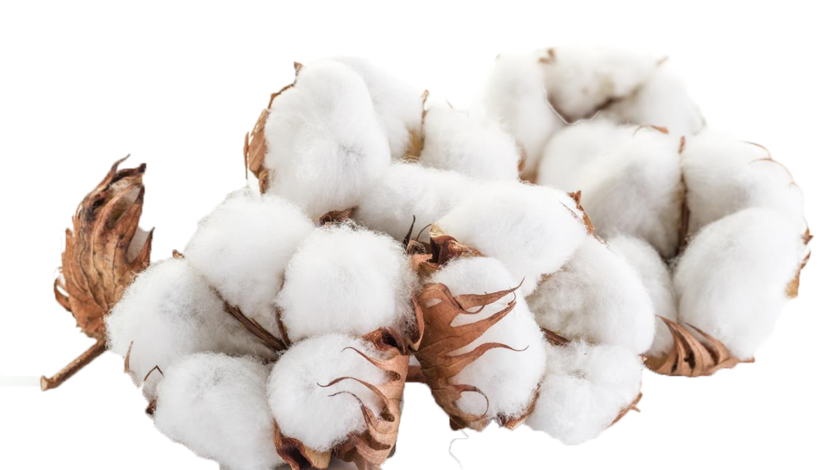 Хлопок без фона