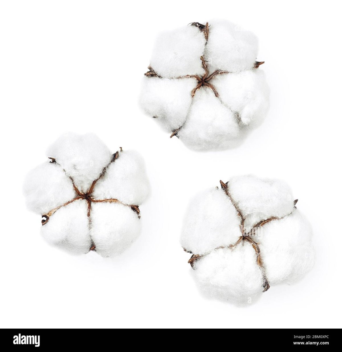 Пустая коробочка хлопка